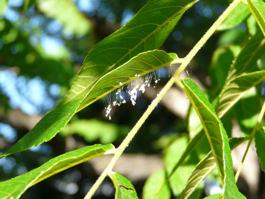 Lacewing eggs. Would you think this was a good thing if you saw it in your tree?